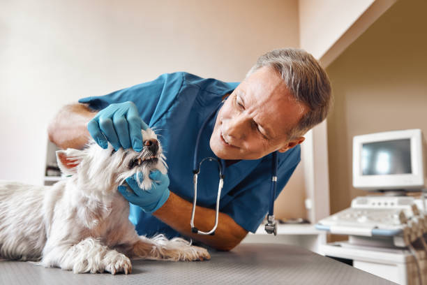  Oxford, MI Emergency Dentist Pros